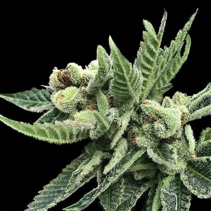Is there a Kush sativa