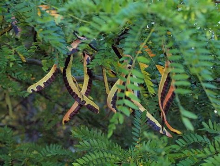 Is there a locust tree