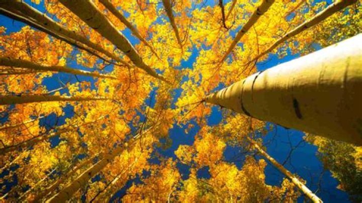 Is there an aspen tree