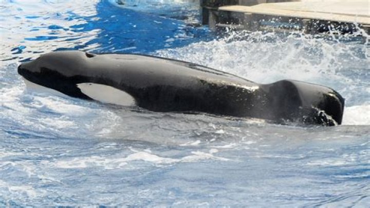 Is Tilikum still alive