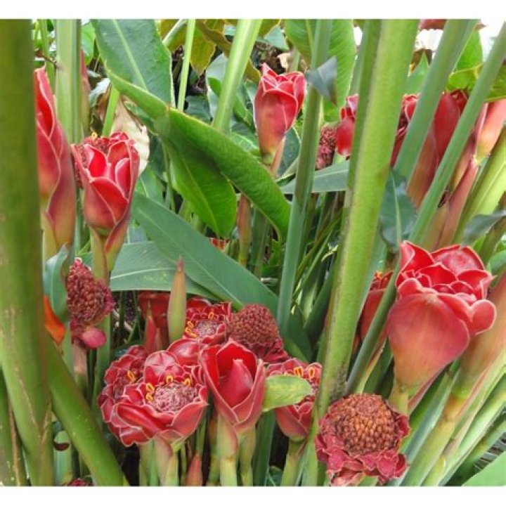 Is torch ginger edible