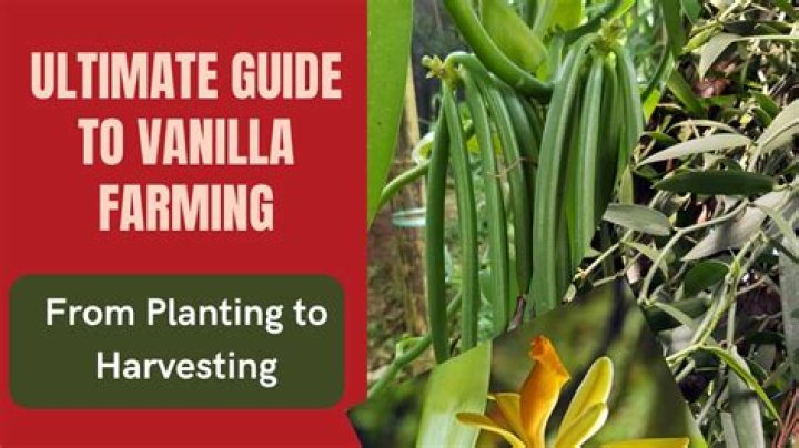 Is vanilla a cash crop