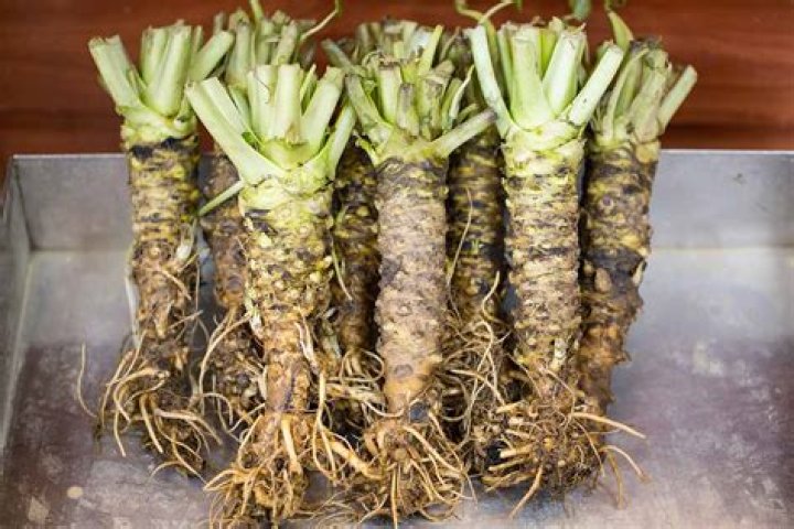 Is Wasabi a root plant