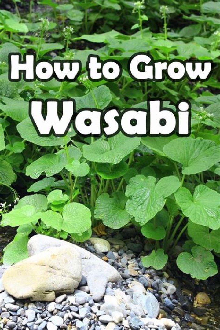 Is wasabi hard to grow