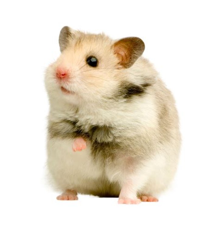 Should I own a hamster