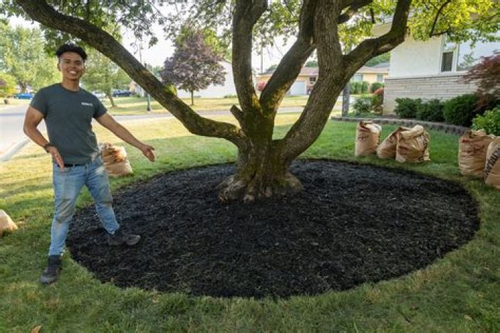 Should you mulch trees