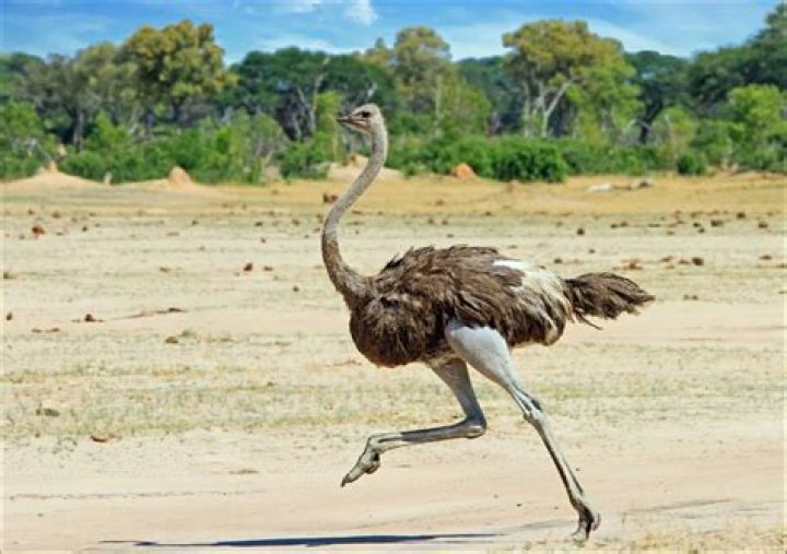 What animal is a biped
