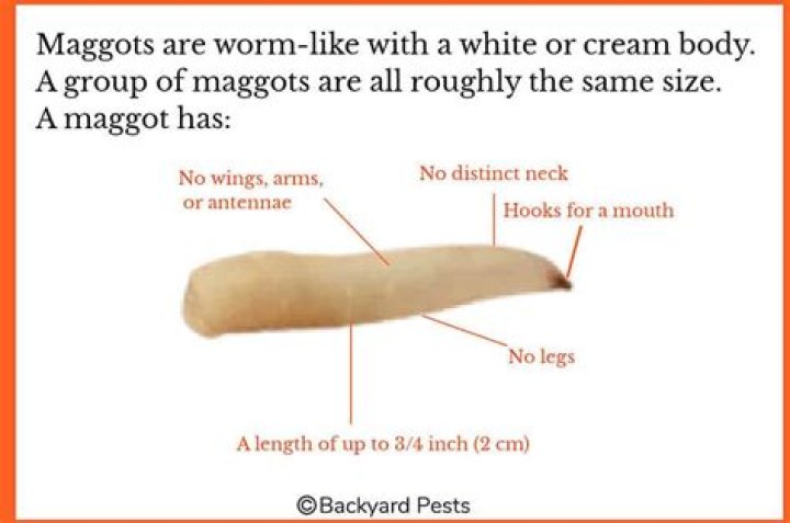 What are brown maggots