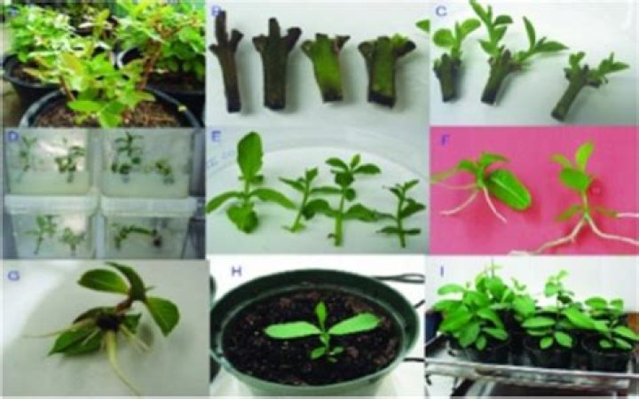 What are clonal plants