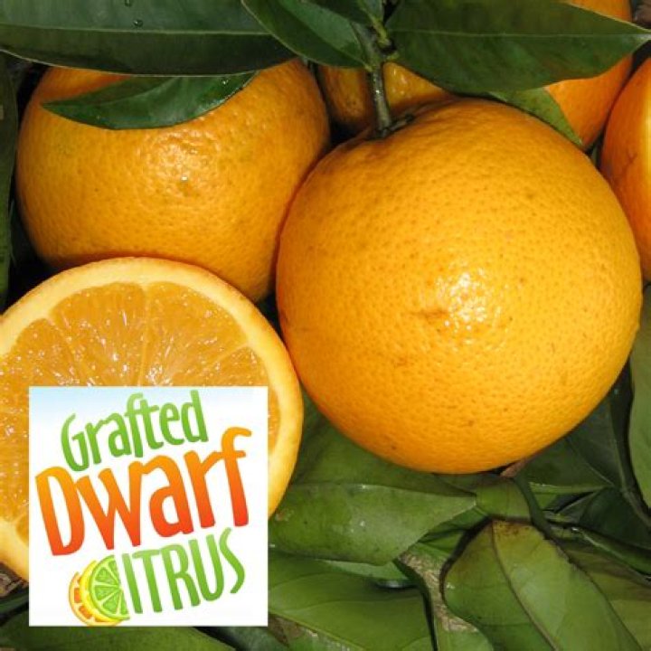 What are dwarf oranges
