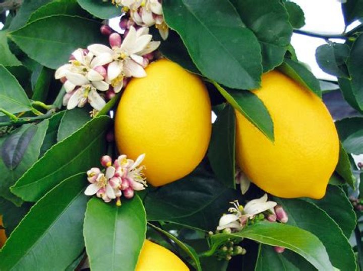 What are Eureka lemons