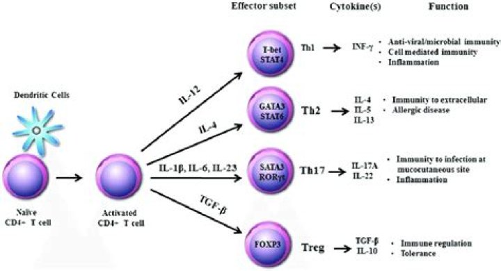 What are th1 cytokines