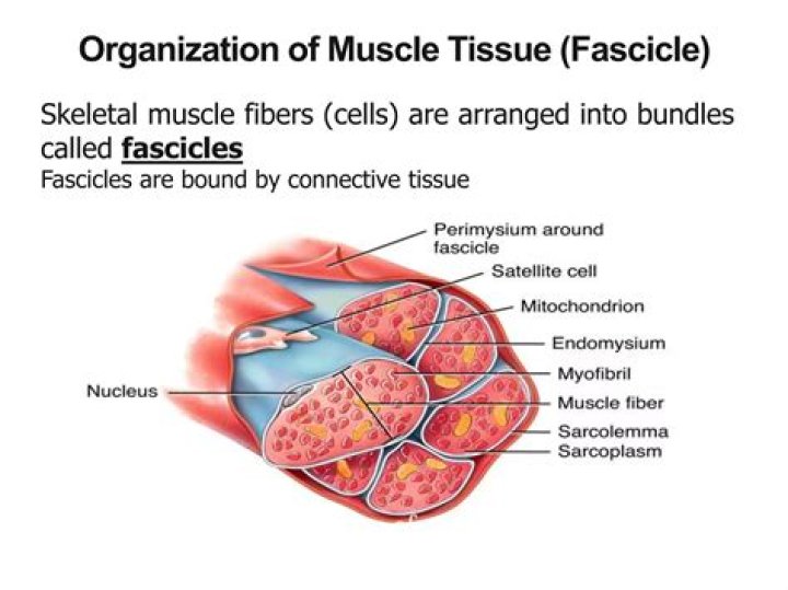 What are the fascicles